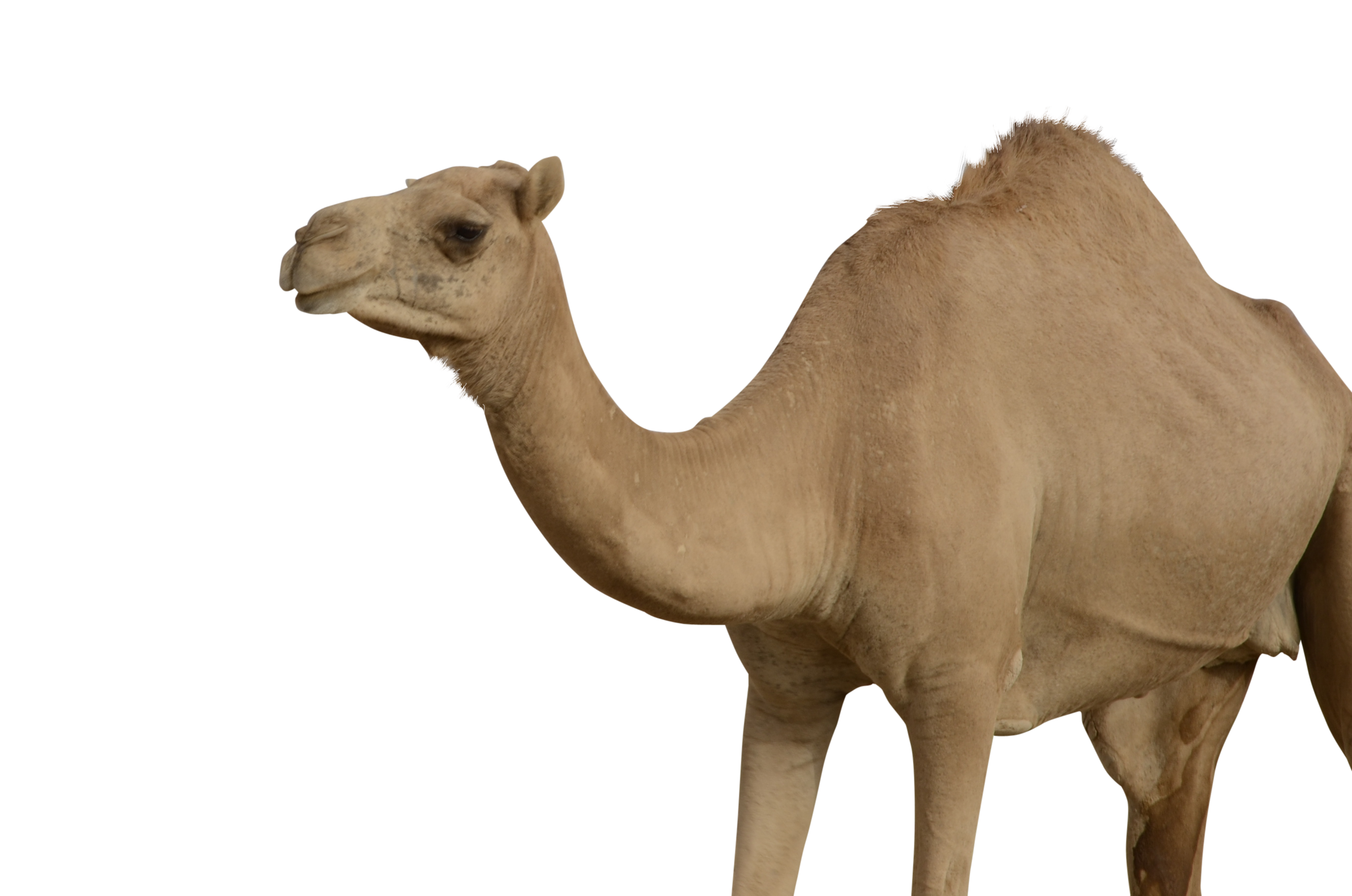 Camel PNG HD