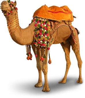 Camel PNG in Transparent pngteam.com