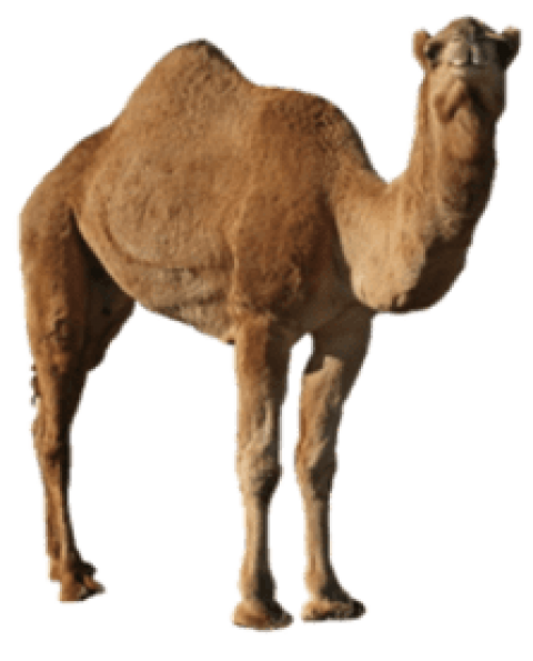 Camel PNG HD Images pngteam.com