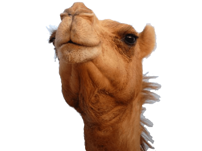Camel PNG HD pngteam.com