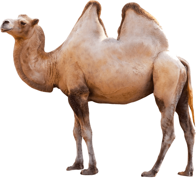 Camel PNG HQ pngteam.com