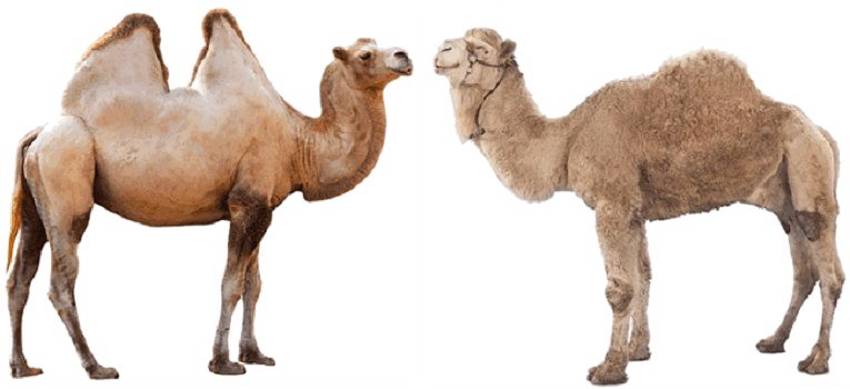 Camel PNG High Definition Photo Image pngteam.com