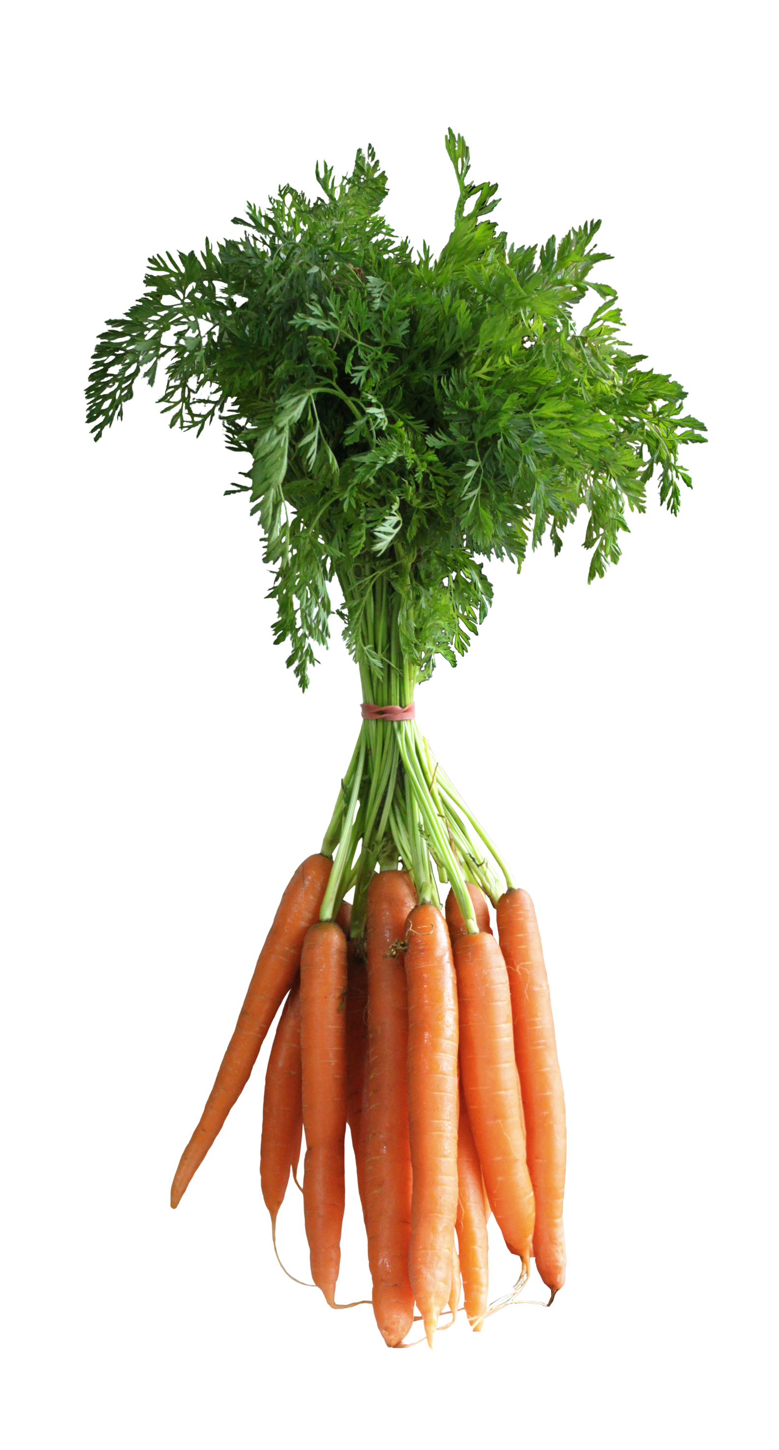 Carrot PNG pngteam.com