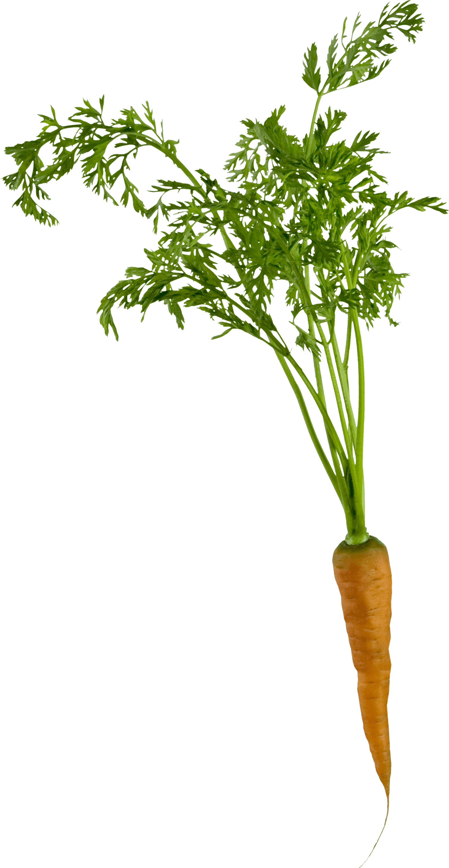 Carrot PNG HD Image