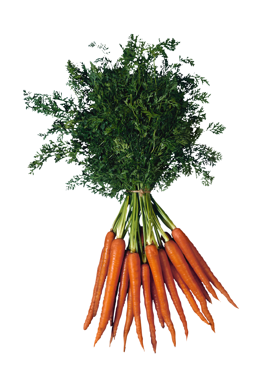 Carrot PNG Photo pngteam.com