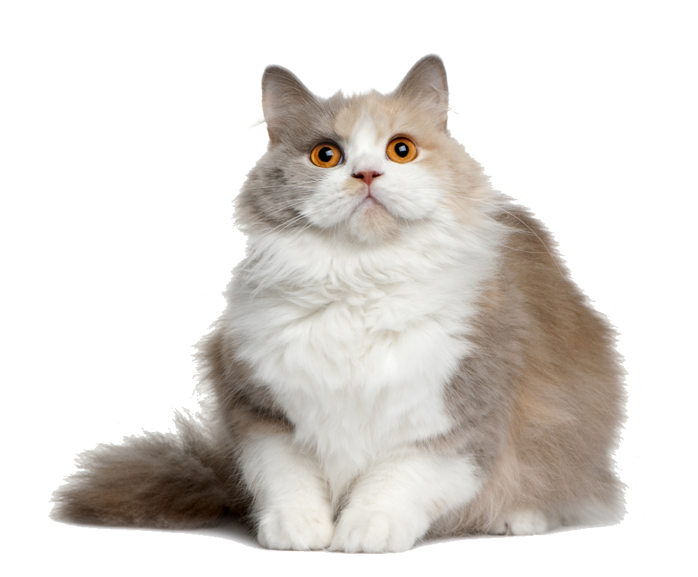 Cat PNG Transparent pngteam.com