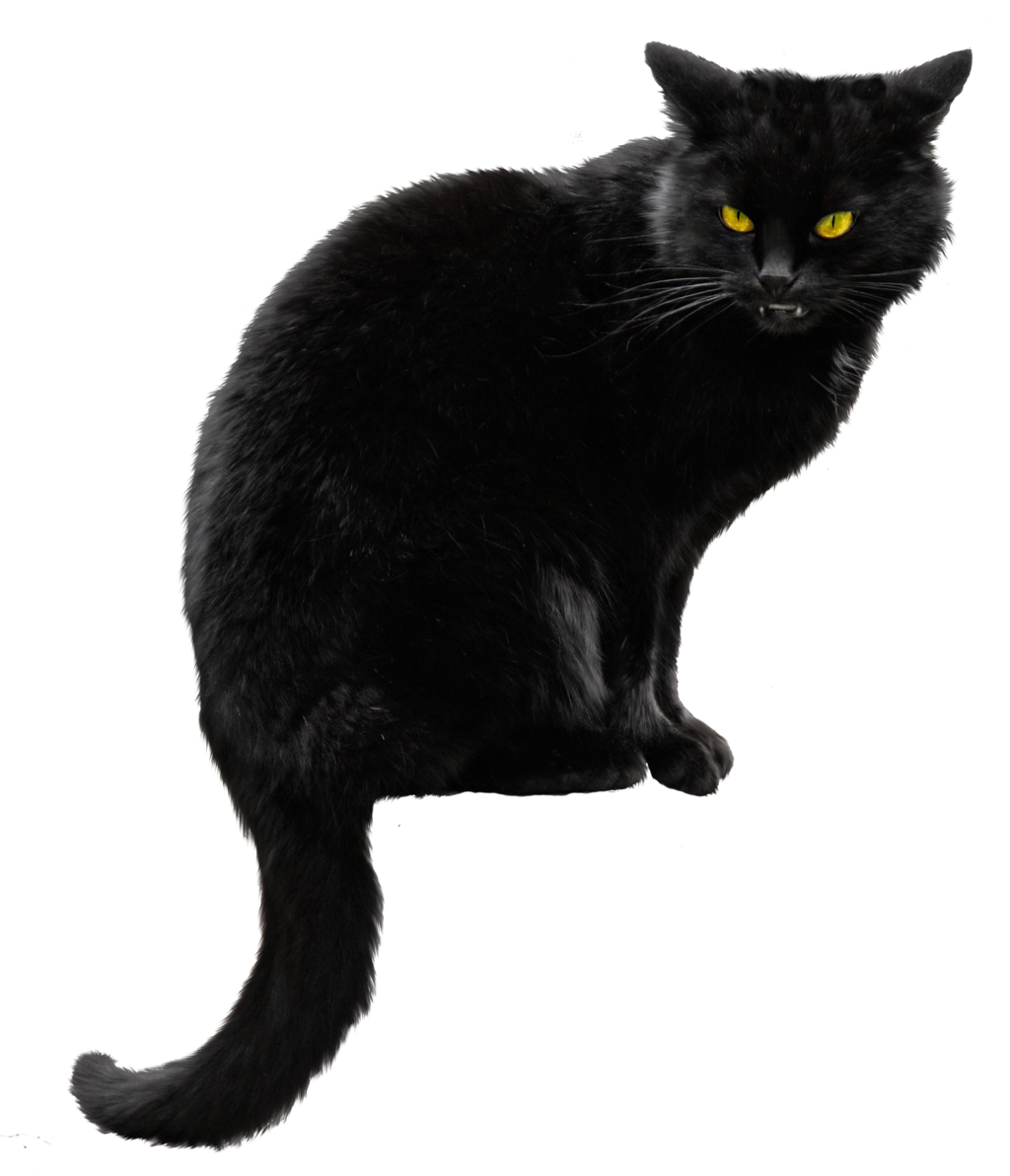 Cat PNG