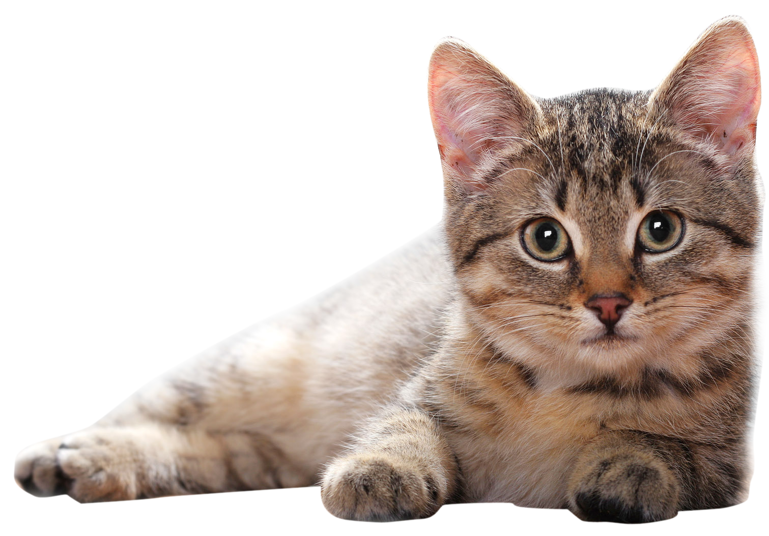 Cat PNG Photo