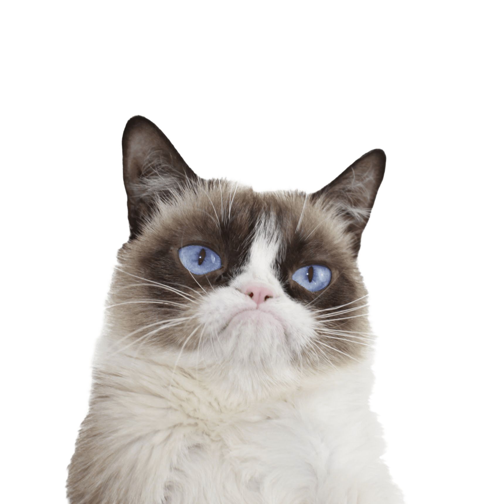 Cat PNG HD Image pngteam.com