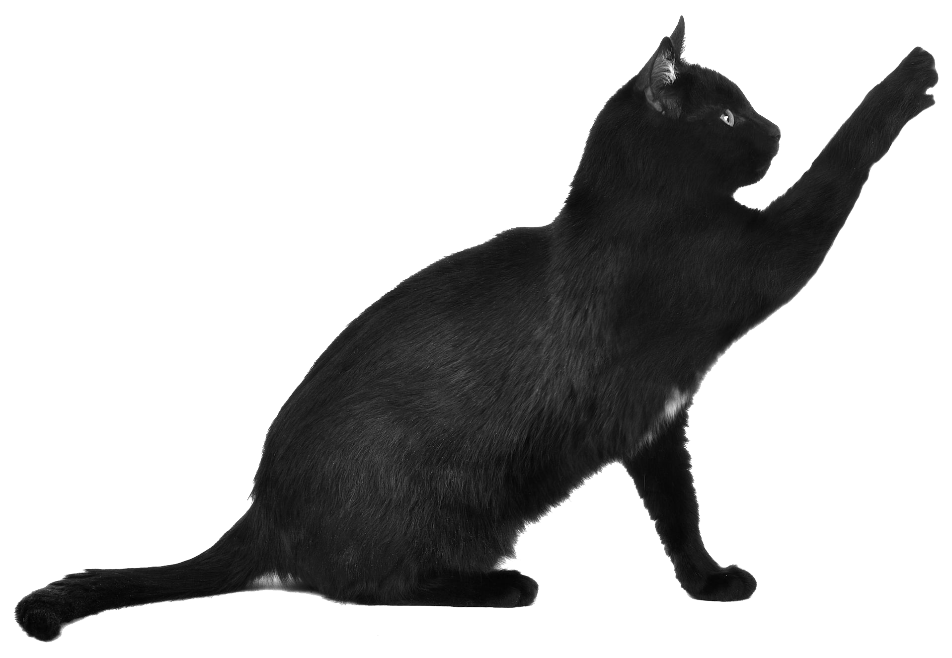 Cat PNG HD pngteam.com