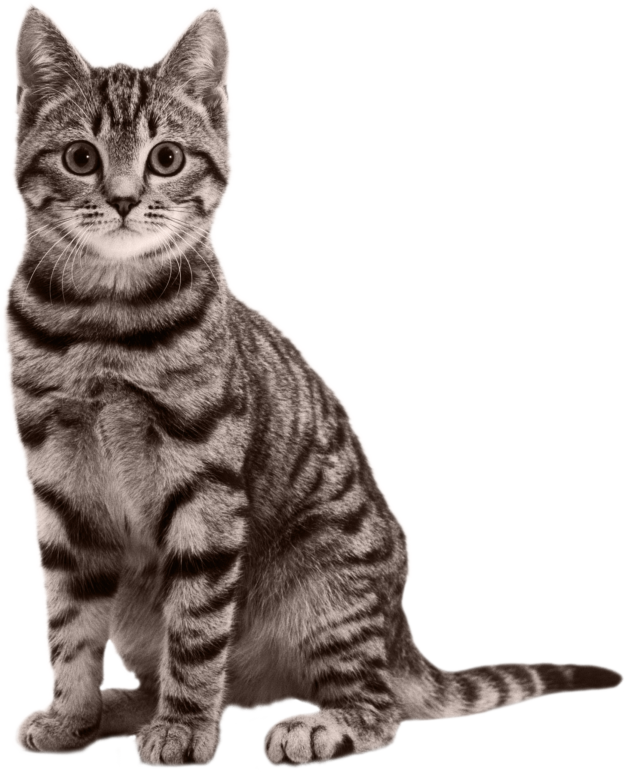 Cat PNG HD