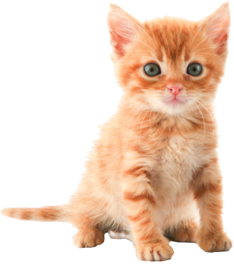 Cat PNG HD Image pngteam.com