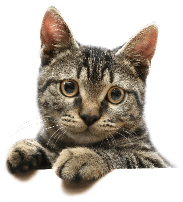 Cat PNG HD Image pngteam.com