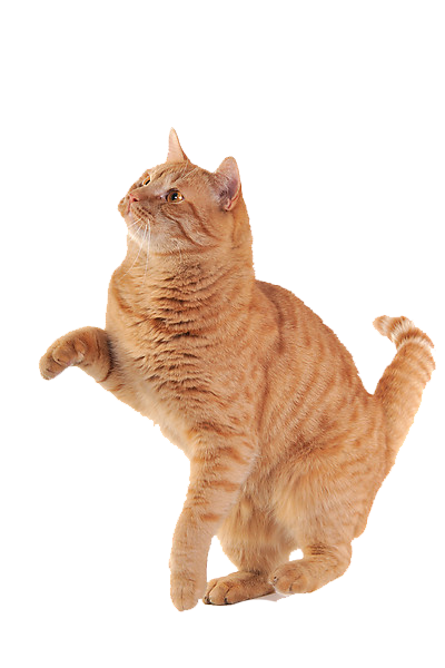 Cat PNG HD pngteam.com