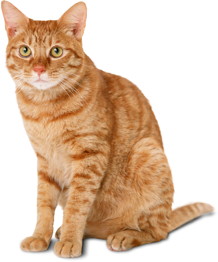 Cat PNG File pngteam.com