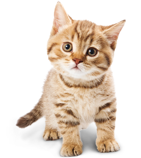 Cat PNG HD pngteam.com