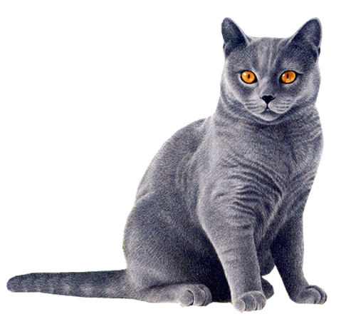 Cat PNG File pngteam.com