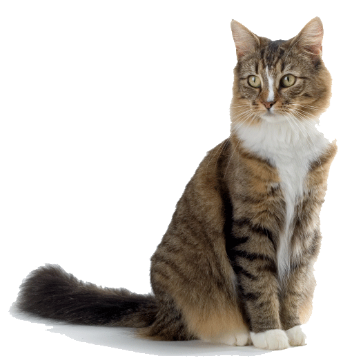 Cat PNG HD and Transparent pngteam.com