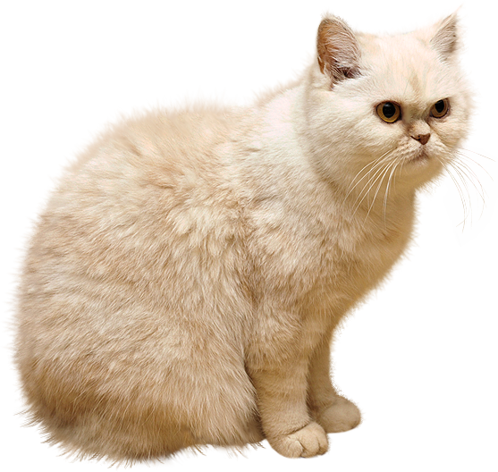 Cat PNG in Transparent pngteam.com