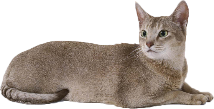 Cat PNG HD File