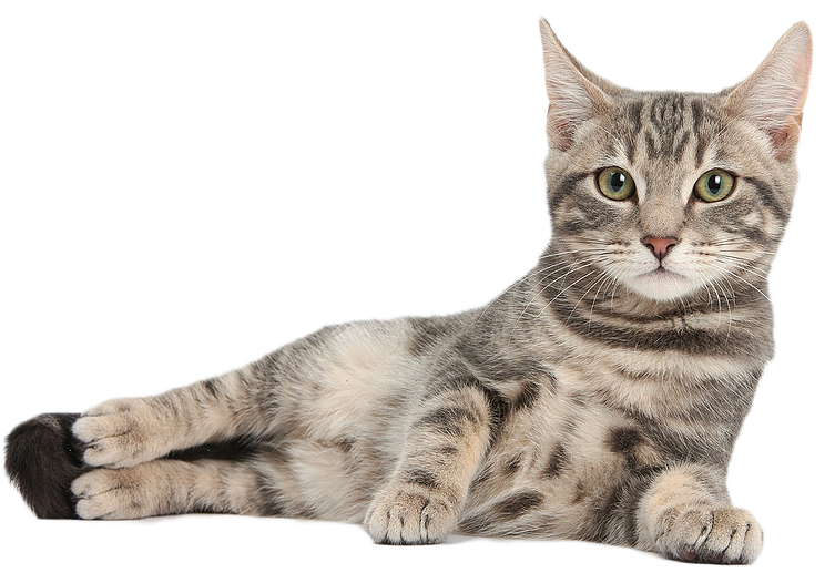 Cat PNG HD and HQ Image pngteam.com