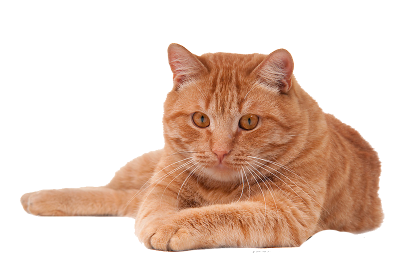 Cat PNG Image in High Definition pngteam.com