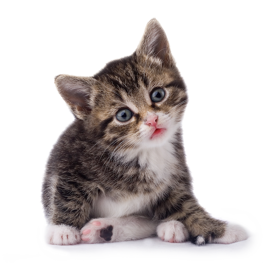 Cat PNG Transparent pngteam.com