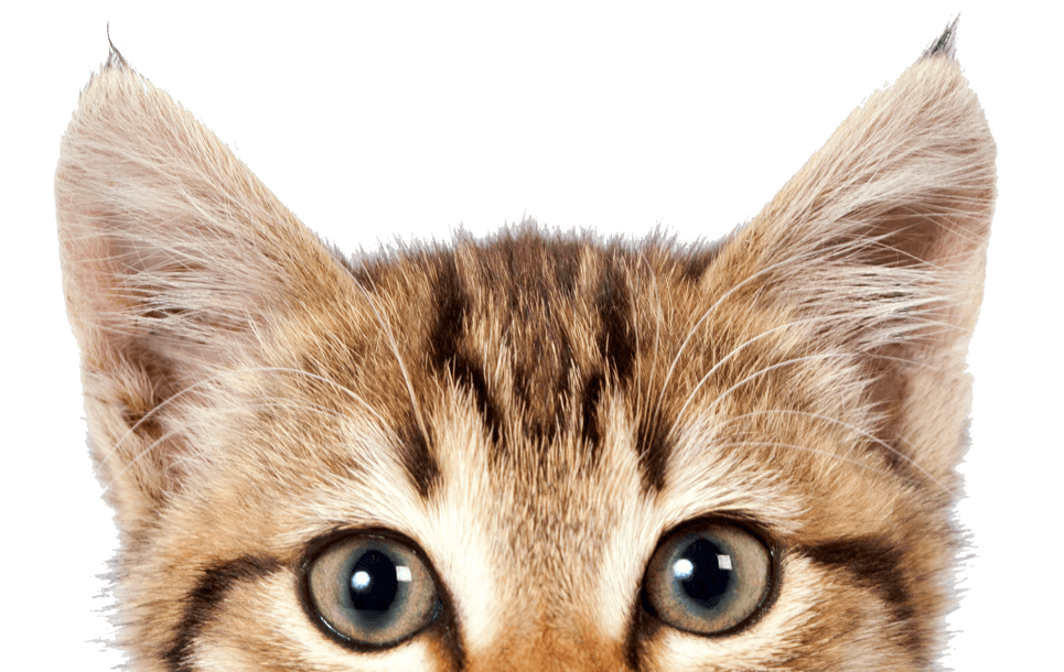 Cat PNG HD Images