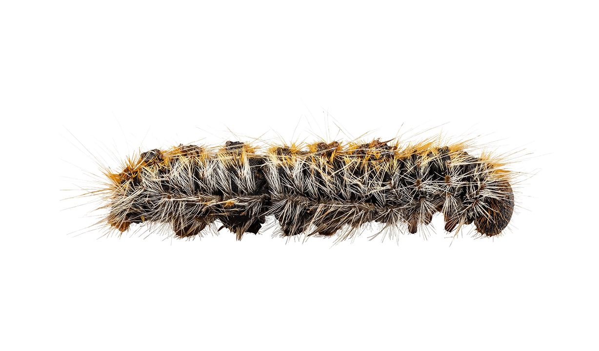 Caterpillar PNG Image in High Definition Transparent pngteam.com