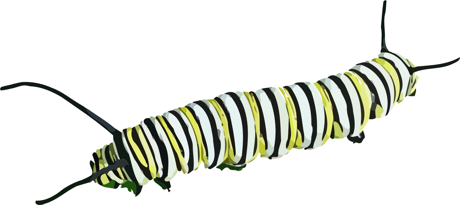 Caterpillar PNG Image in High Definition