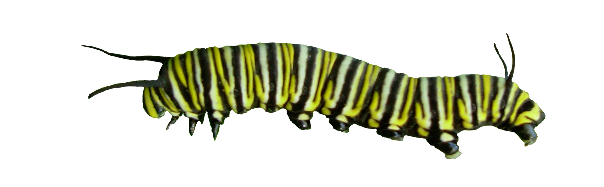 Caterpillar Insects PNG HD  pngteam.com