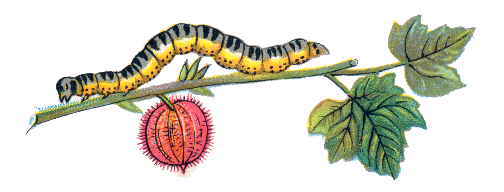 Caterpillar Branch PNG Image in Transparent - Caterpillar Png