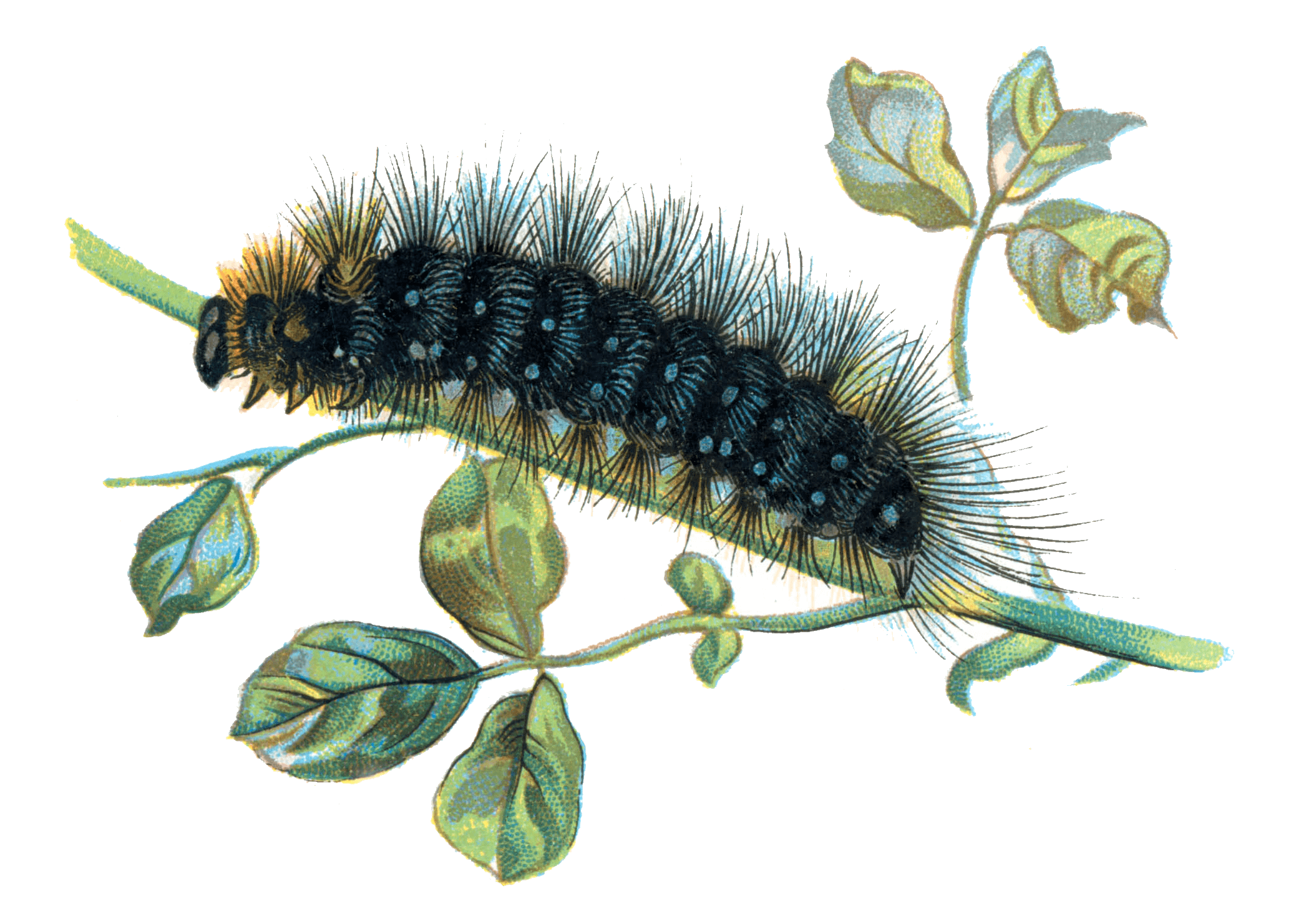 Caterpillar on Branch PNG HD - Caterpillar Png