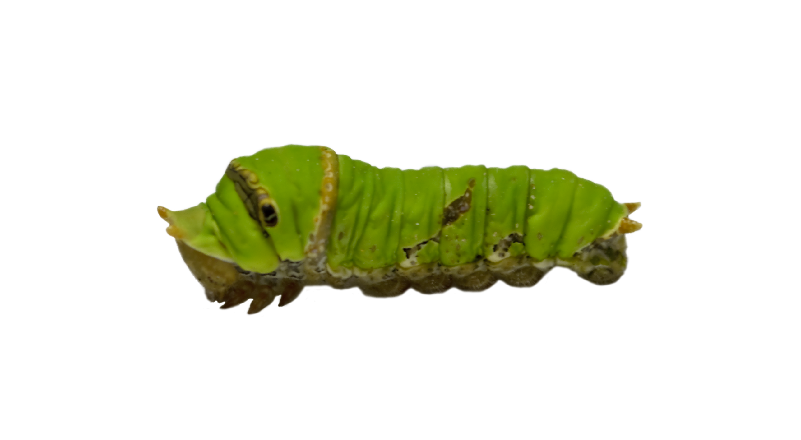 Real Caterpillar PNG HD Transparent