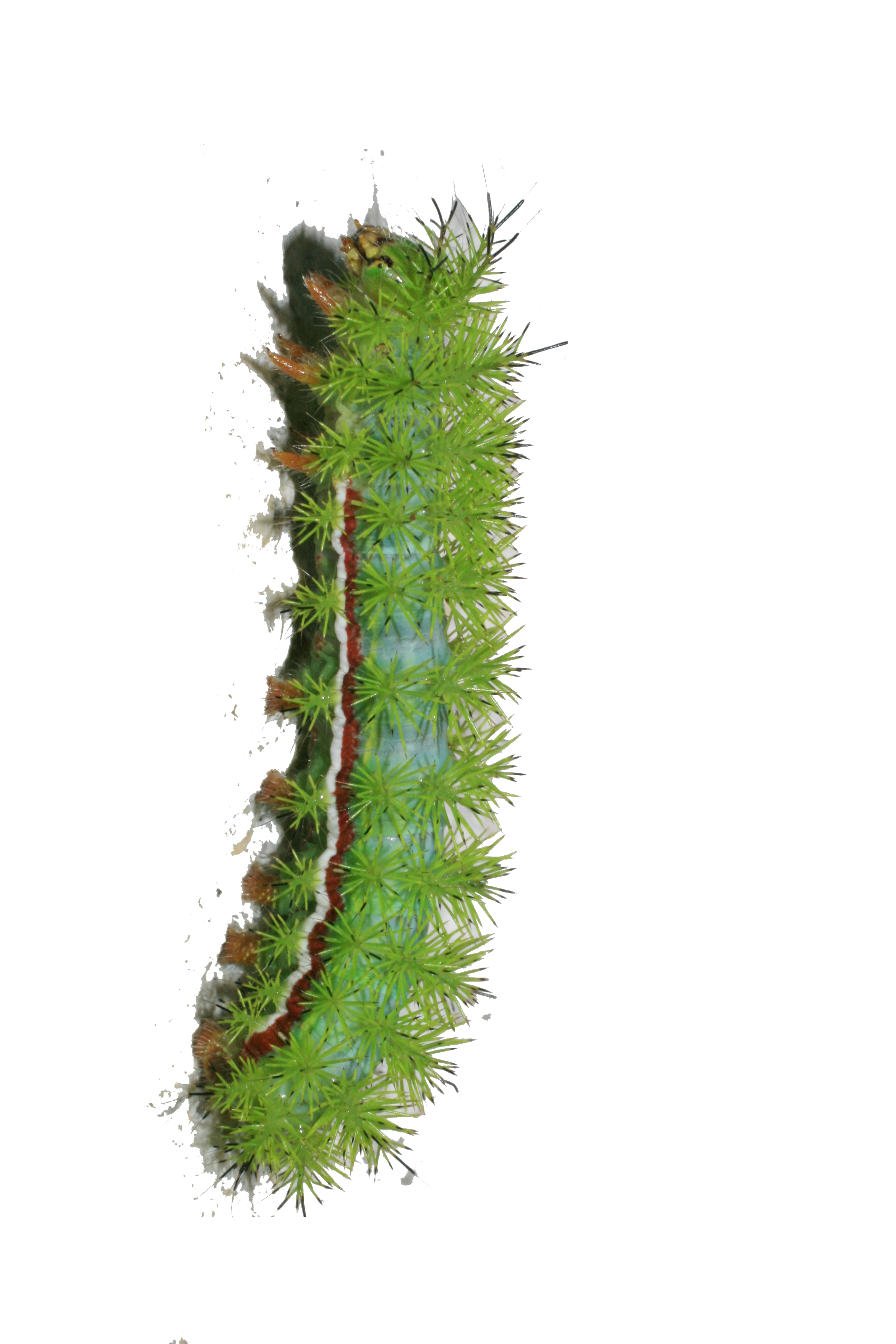 Real Caterpillar PNG HD - Caterpillar Png