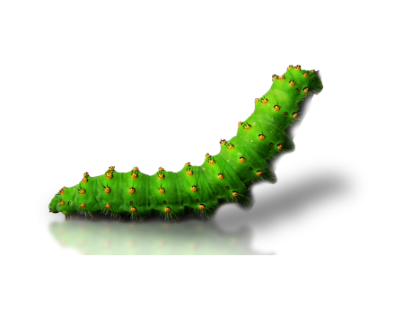 Insect Caterpillar PNG HD File - Caterpillar Png