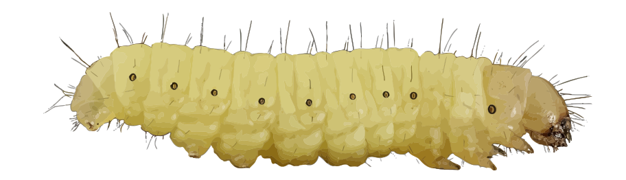 White Caterpillar PNG Transparent pngteam.com