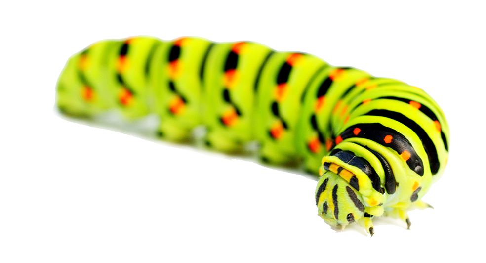 Caterpillar PNG High Definition Photo Image - Caterpillar Png