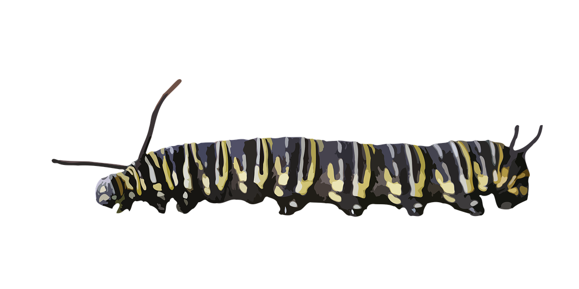 Black Caterpillar PNG HD pngteam.com