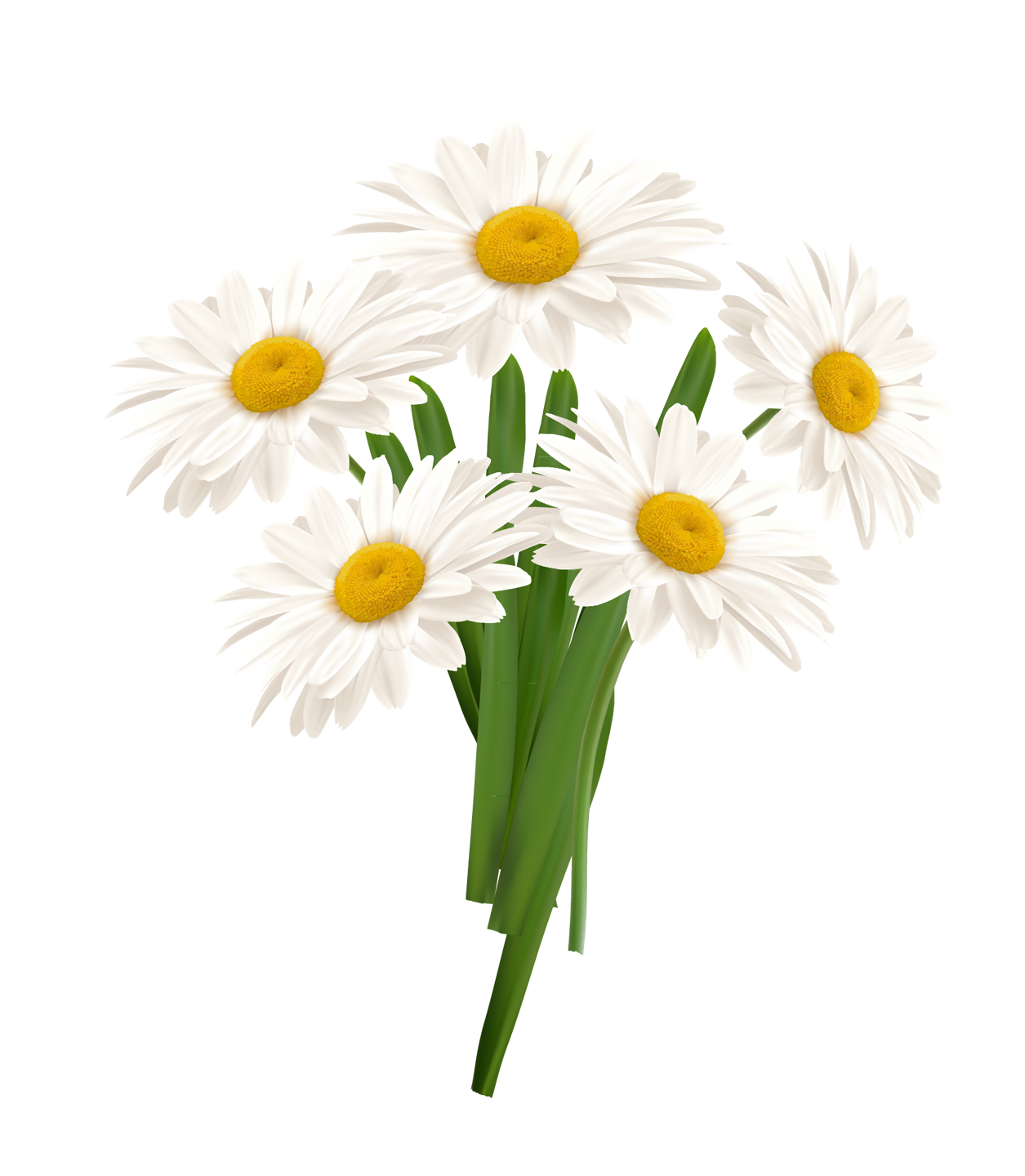 Chamomile PNG HD Image pngteam.com