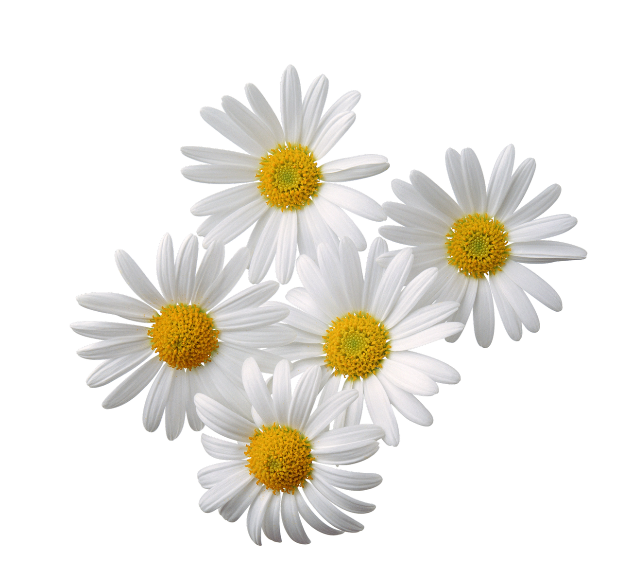 Chamomile PNG Transparent Background Images Pngteam