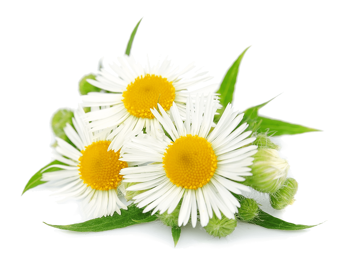 Chamomile Flowers PNG Transparent pngteam.com