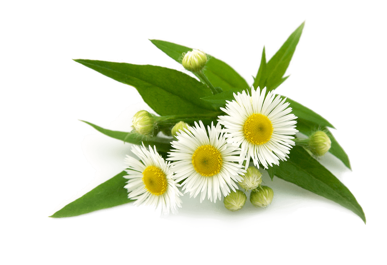 Chamomile Flower PNG File pngteam.com