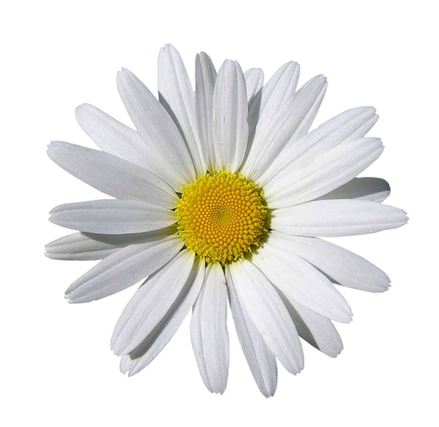 Chamomile PNG HD File pngteam.com