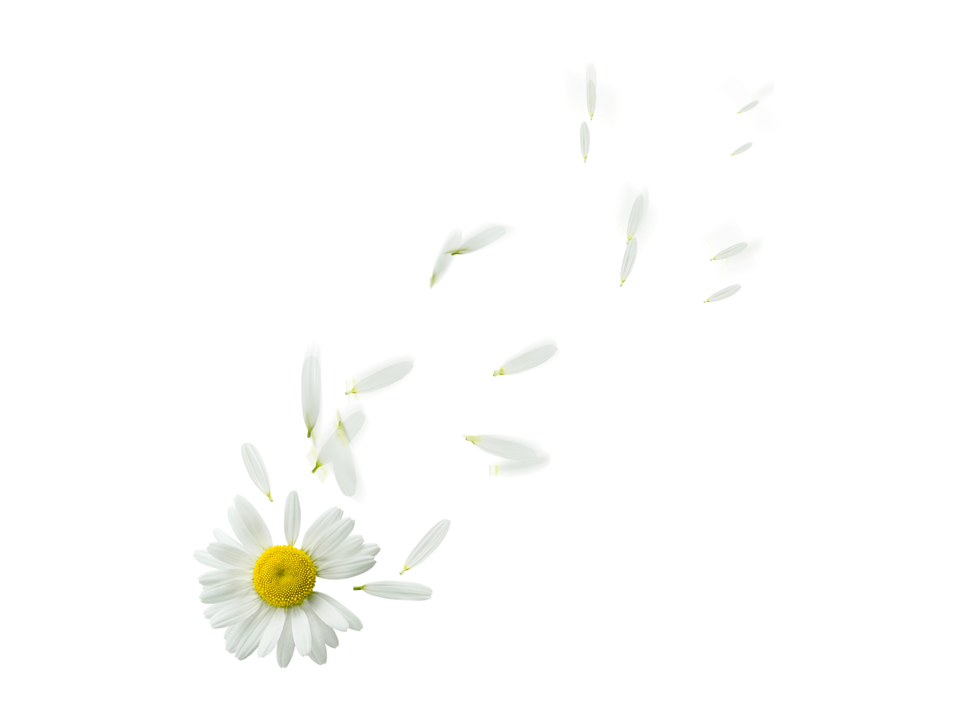 Chamomile PNG HQ pngteam.com