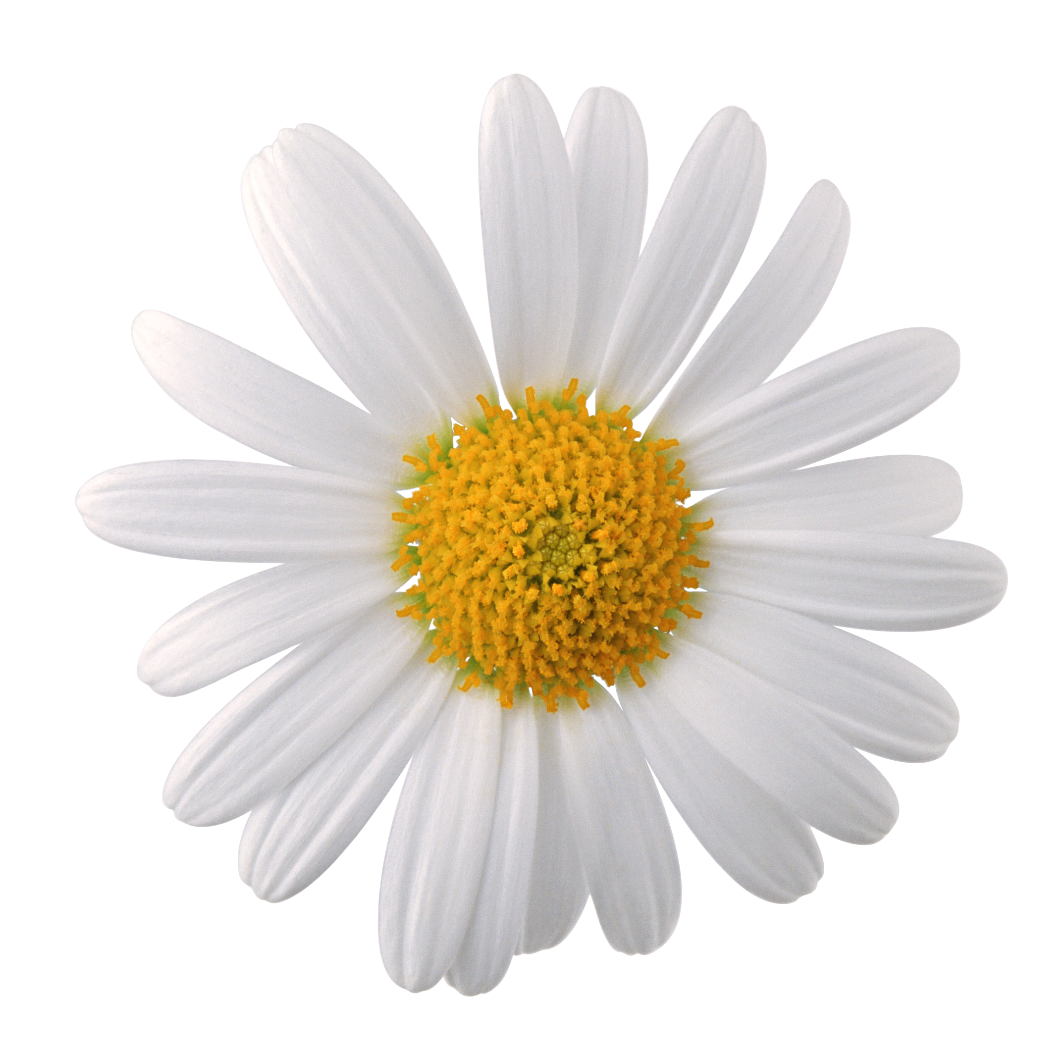 Chamomile PNG Image in High Definition