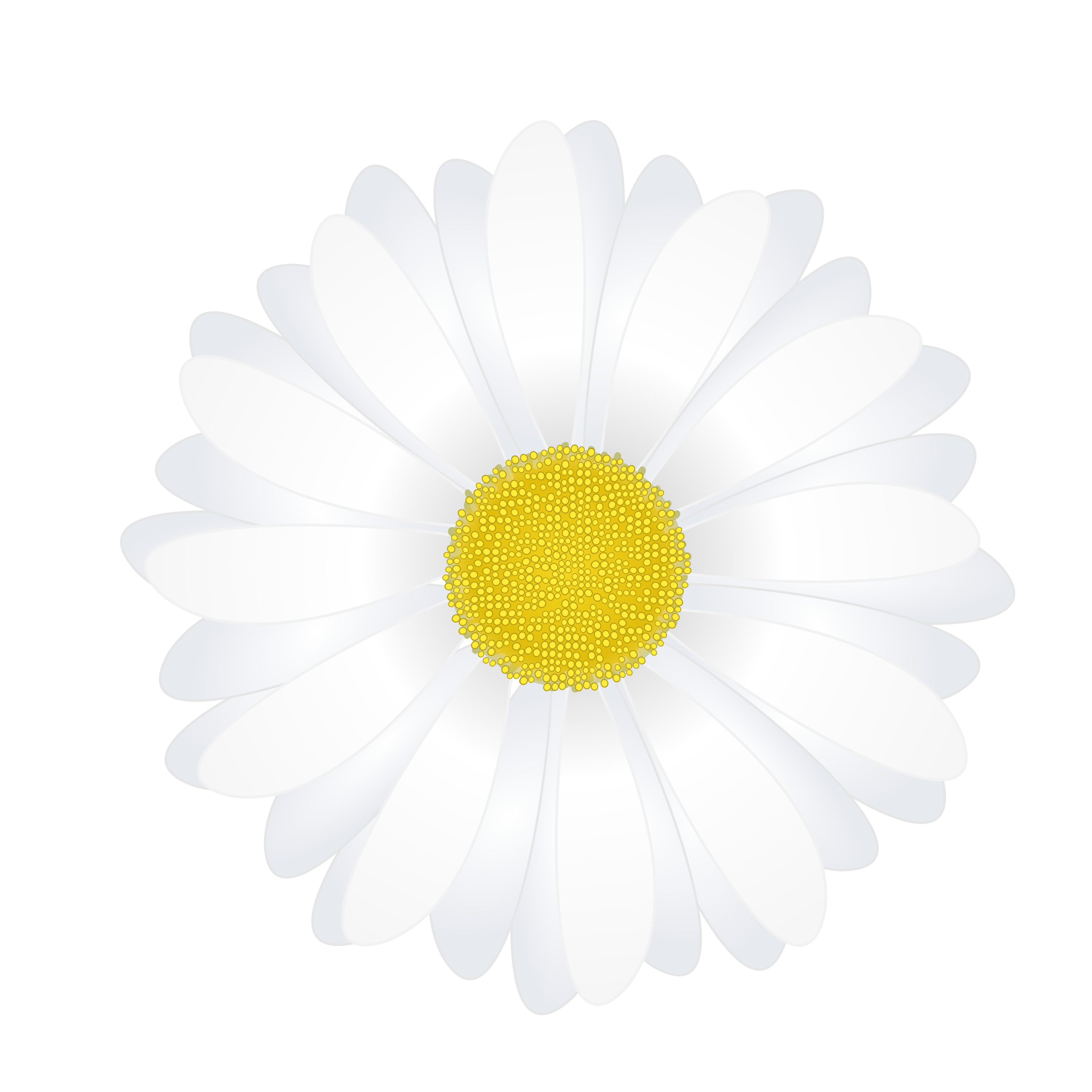 Chamomile PNG HD Images pngteam.com