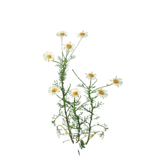 Chamomile PNG Best Image pngteam.com