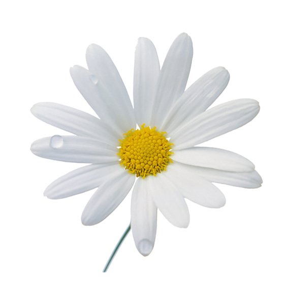 Chamomile Single PNG Images pngteam.com