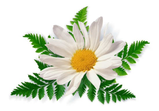 Chamomile PNG High Definition Photo Image pngteam.com